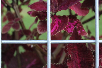 Some Nice Pink and Purple Plants Seen Through a Fence