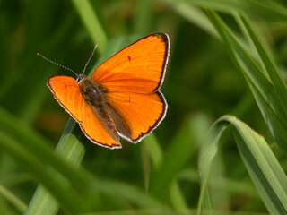 Fototapeta na wymiar Large copper butterfly (Lycaena dispar) - intense orange butterfly in the green grass, Gdansk, Poland