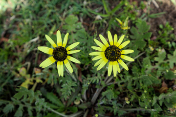 yellow flower in the grass