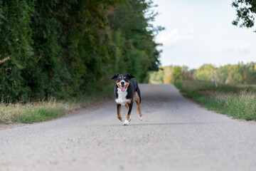 appenzeller dog running very fast through the countryside