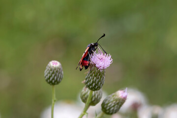 The butterfly (Zygaena sogdiana) close-up