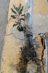 Kalanchoe in a tube next to wall