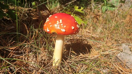 red toadstool mushroom growing in the forest