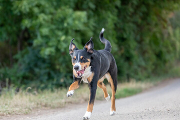 happy dog is running with flappy ears, Appenzeller Sennenhund