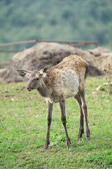 Single little female deer of fawn standing in a farm yard on a grass lawn and staring at a daylight in the beginning of autumn. Vertical orientation image