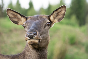 Closeup portrait of single female deer or doe head with big curious eyes and large ears looking straight and standing out doors at a day light at the beginning of autumn. Horizontal orientation image