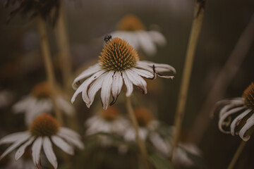 summer flower in the garden on a beige background