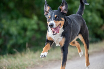 Naklejka na ściany i meble happy dog is running with flappy ears, Appenzeller Sennenhund