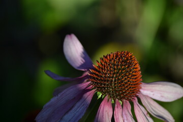Flower power