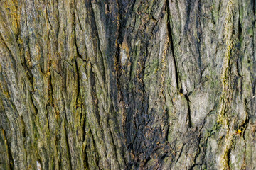 Old tree bark texture for background and pattern 