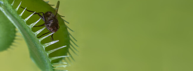 Large green banner with a green background. Fly captured by a predatory plant © Елена Нечипоренко