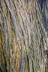Old tree bark texture for background and pattern 