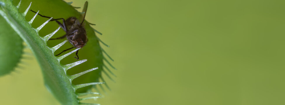 Large green banner with a green background. Fly captured by a predatory plant