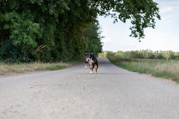 appenzeller dog running very fast through the countryside