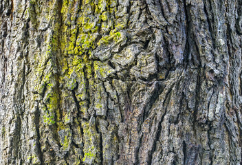Old tree bark texture for background and pattern 