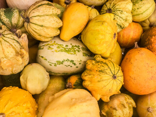 Many small decorative pumpkins and squash yellow, orange and green. Autumn, Halloween, seasonal background