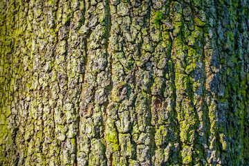 Old tree bark texture for background and pattern 
