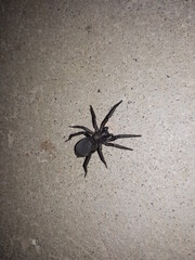 A huge black insect on the floor