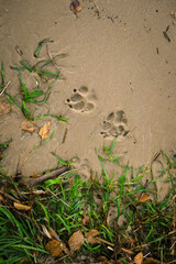 background of sand, green grass, dog paw prints and leaves
