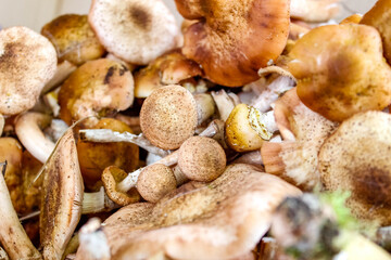 Picked in the forest edible mushrooms Opyat. Armillaria.