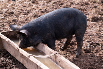 Pig standing in a muddy pigsty, drinking from a water trough.
