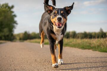 happy dog is running with flappy ears, Appenzeller Sennenhund