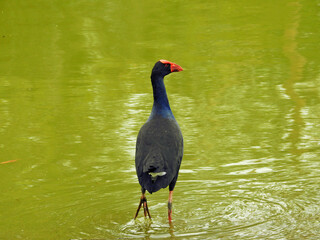 Australasian Swamphen