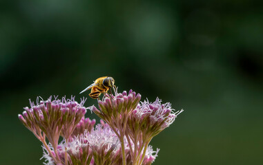 Bee extracting nectar from pink flowers, hemp or dutch agrimony (Eupatorium cannabinum), dark green shallow depth of field bokeh background, copy space