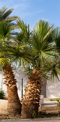 Fototapeta na wymiar Washingtonia filifera, also known as desert fan palm, California fan palm and petticoat palm.