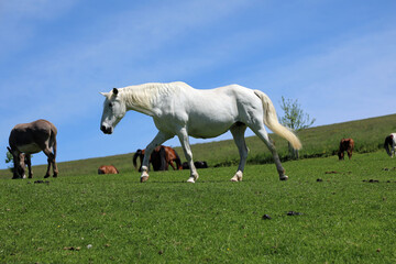 Obraz na płótnie Canvas white horses waling on the meadow