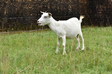 Obraz premium white Goat on pasture