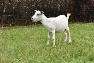 white Goat on pasture