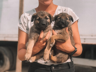 A pair of cute ginger puppies in the arms of the girl.  Amateur photo 