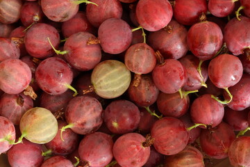 Ripe juicy gooseberries. Gooseberries background. View from above.