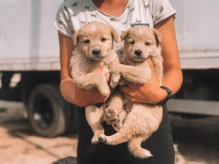 A pair of cute ginger puppies in the arms of the girl.  Amateur photo 