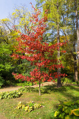 Fototapeta na wymiar Oak tree with reddened leaves against green trees.