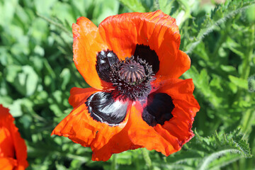 red poppy flower in the field
