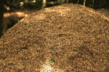 Ameisenhuegel ist bewohnt mit Waldameisen (Formica). Rennsteig, Thueringen, Deutschland, Europa