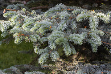 A branch of blue fir tree is on a green background for Christmas decoration