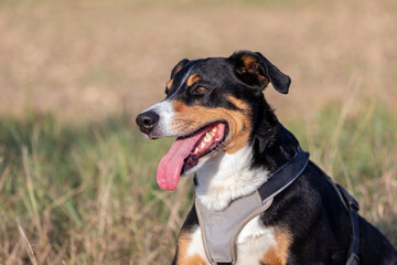 Appenzeller Sennenhund, dog outdoor portrait in field