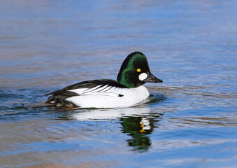A beautiful Common Goldeneye with a tall, green, and expanded head crest viewed at close range.
