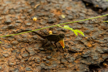 Vacation in Cuba palm trees Caribbean sea beach sun wave
