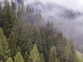 Aerial view of mist and fog in mountain forest in Switzerland. Conifer canopy in alpine area.