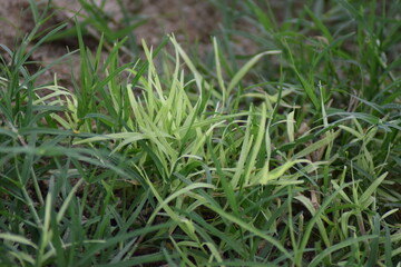 green grass background