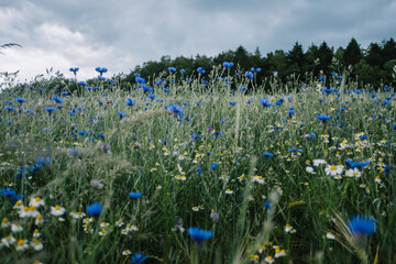 Blaues Kornblumenfeld