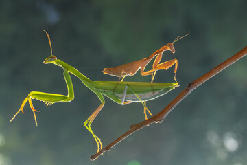 praying mantis on a branch
