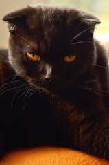 Chocolate Black scottish fold cat portrait
