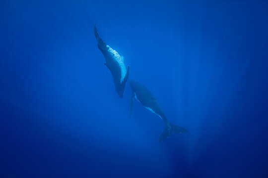 Humpback whales swimming underwater
