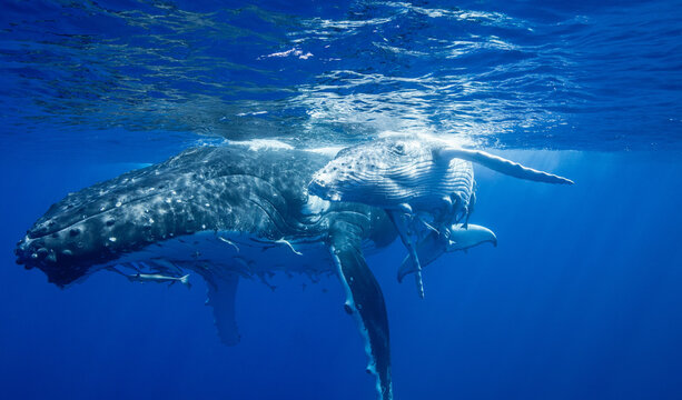 Humpback Whales Swimming Underwater