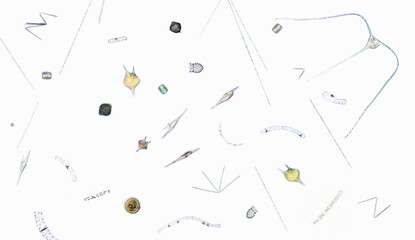 Microscopic view of plankton